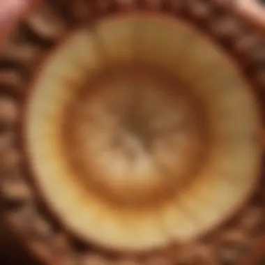 Intricacies of the Apple Core Cross-section view of apple core and seeds