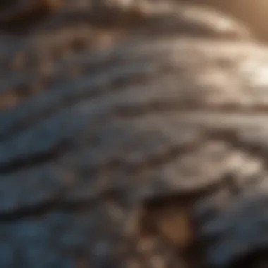 Enigmatic Dragon Scales Reflecting Sunlight Ancient Dragon Scales Glinting in Sunlight