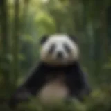 Playful Panda in Bamboo Forest