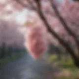 Japanese Cherry Blossoms