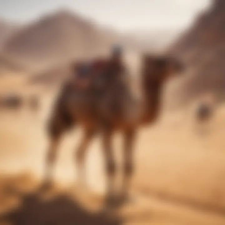 Virtual Camel Race Simulation